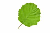 Aulne - feuille (Alnus glutinosa) 